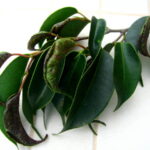 Ficus nítida cuidados báicos