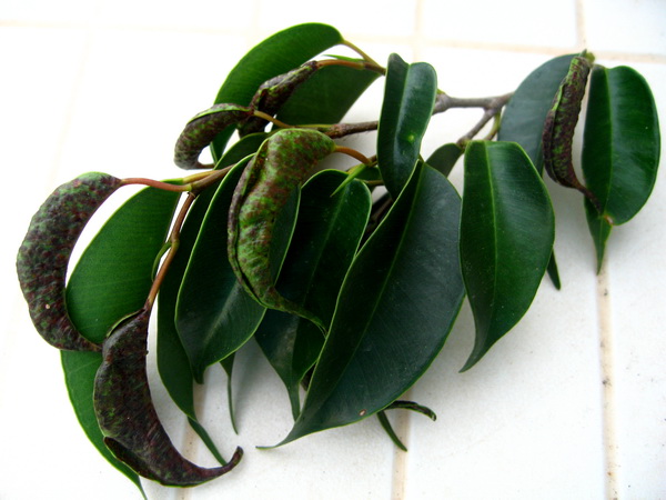 Ficus nítida cuidados báicos
