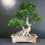 ficus retura en bonsai