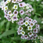 flor Alyssum Maritimum