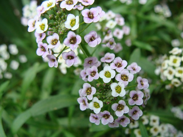 flor Alyssum Maritimum