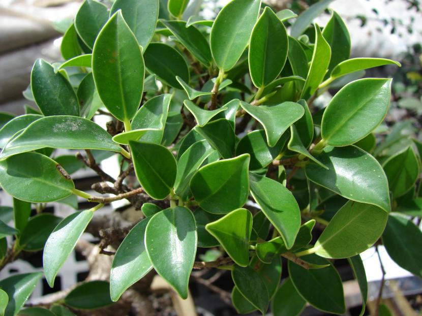 planta ornamental Ficus Microcarpa