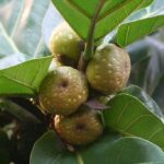 plantacion Ficus Lyrata