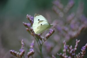 blanquita de la col