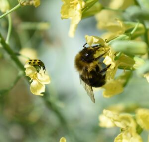 escarabajo y abeja