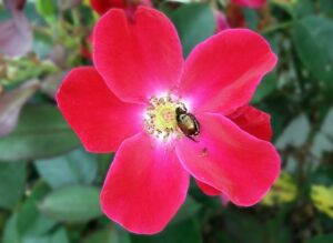 escarabajo en rosa