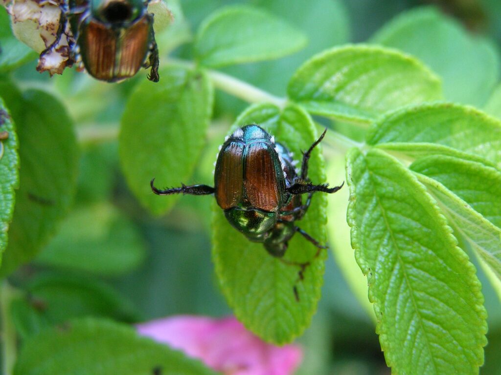 escarabajo japones en planta