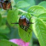 escarabajo japones en planta