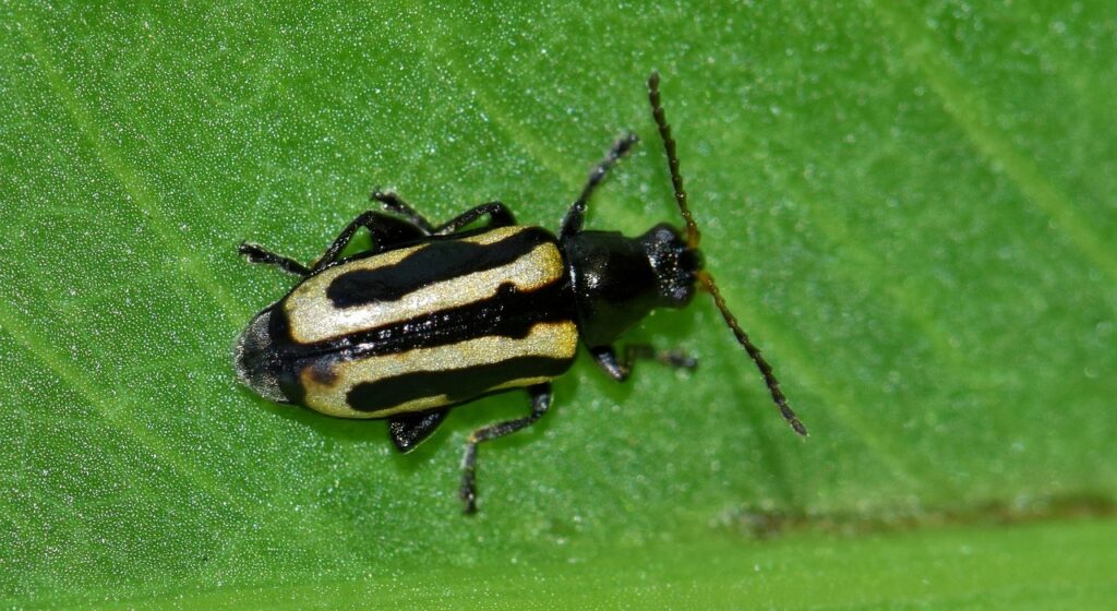 escarabajo pulga