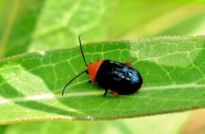 escarabajo pulga brillante