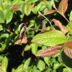 fuego bacteriano en hojas