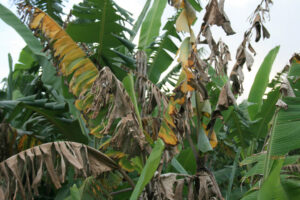 fusarium en coco