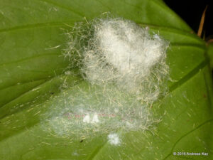 larvas de mosca blanca