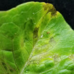 mildiu en lechuga