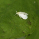 mosca blanca