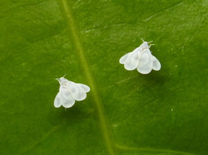 moscas blancas