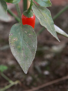 oidio en planta