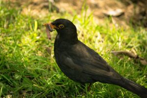 pajaro negro