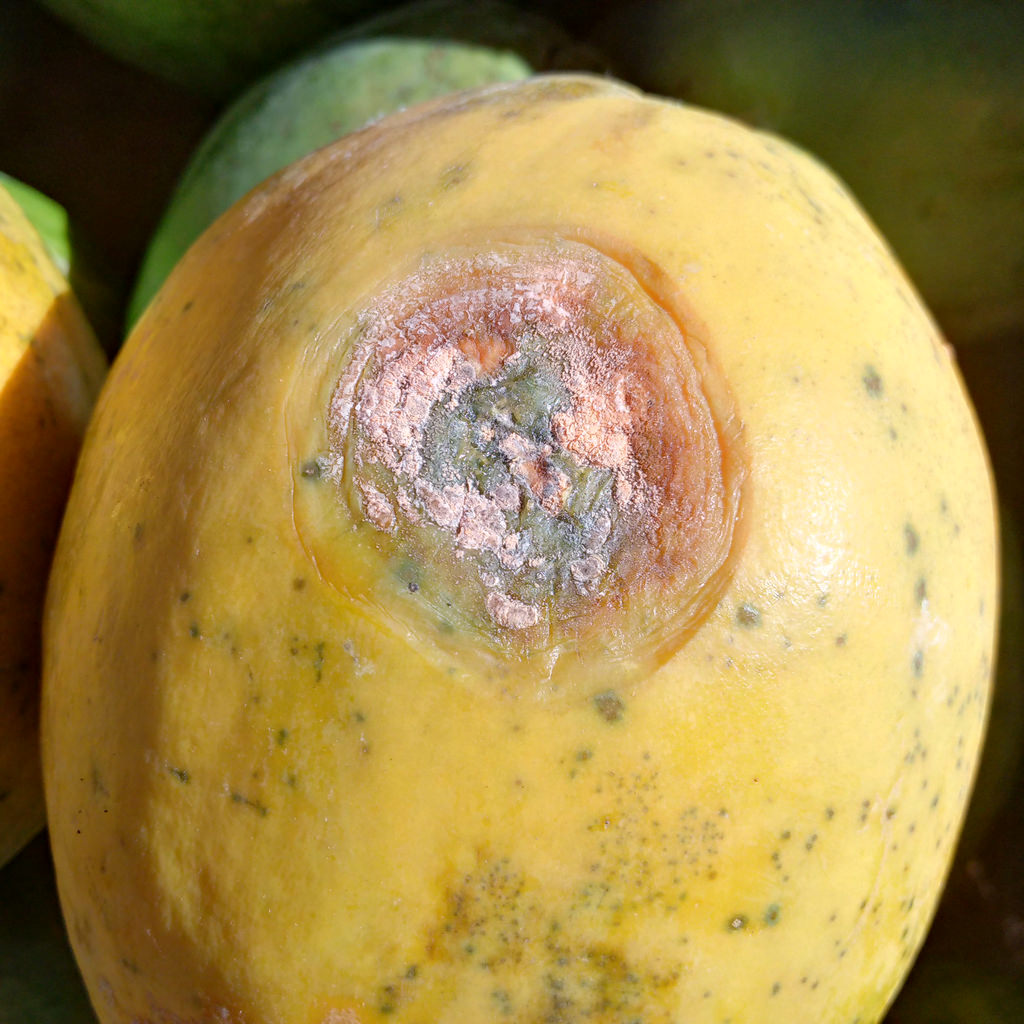 papaya con antracnosis