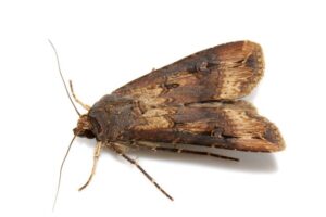 polilla adulta