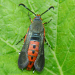 polilla barrenador
