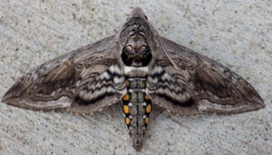 polilla gusano cornudo