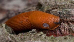 babosa marron