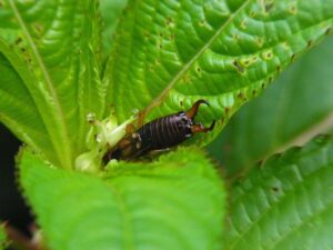 tijereta en planta