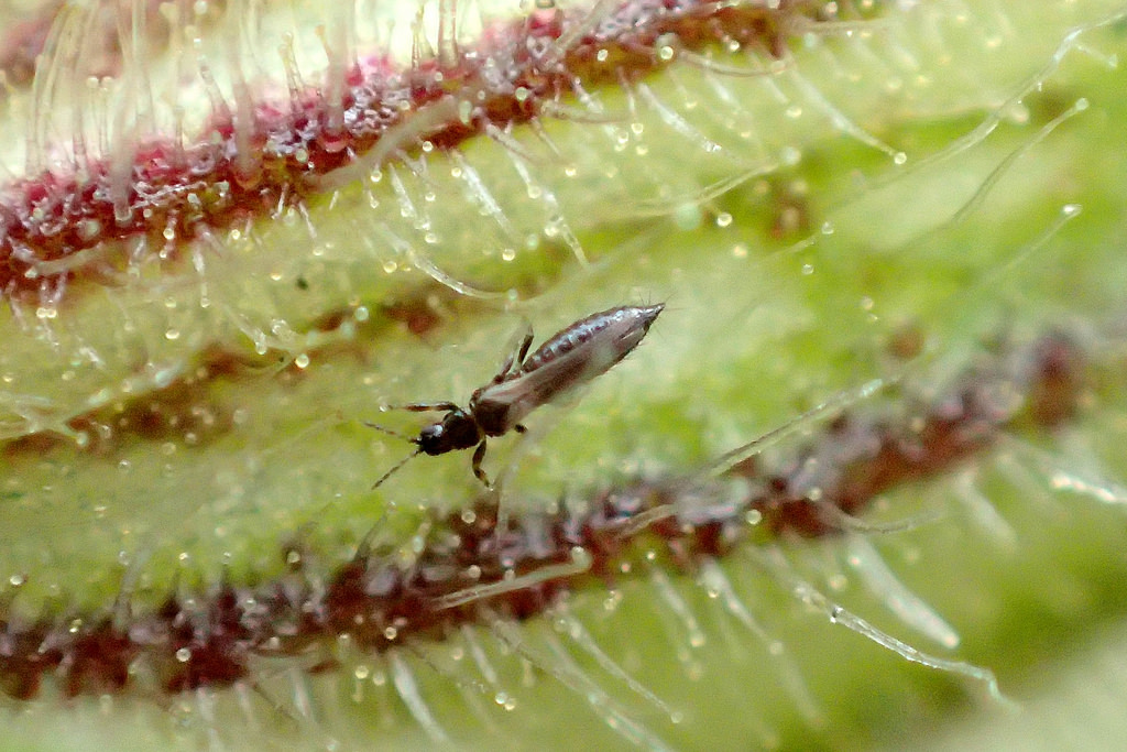 plaga de trips en buenos aires