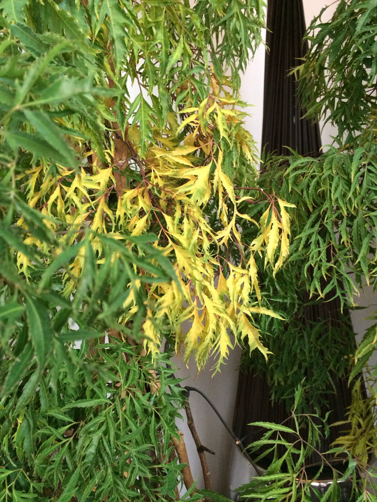 comienzo verticilosis