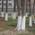 arbol con polisulfuro de calcio