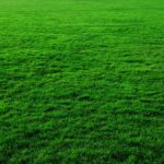 cesped zoysia