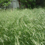 festuca alta