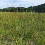 festuca roja