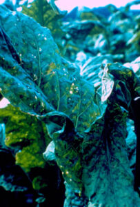 ¿Qué es el virus del mosaico del tabaco y cómo tratarlo? - Mi Jardín