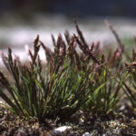 agrostis