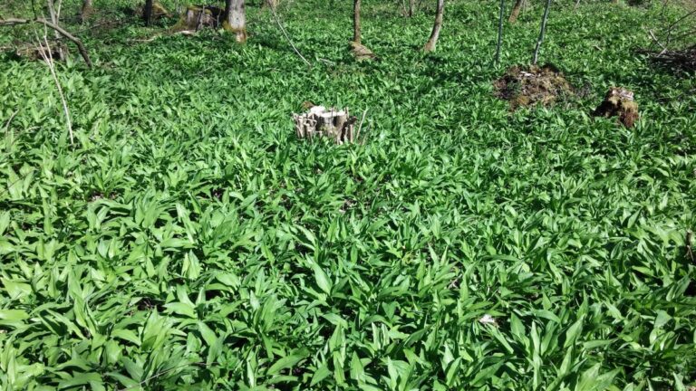 ¿Las malezas son buenas en el jardín? - Mi Jardín