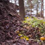 compost