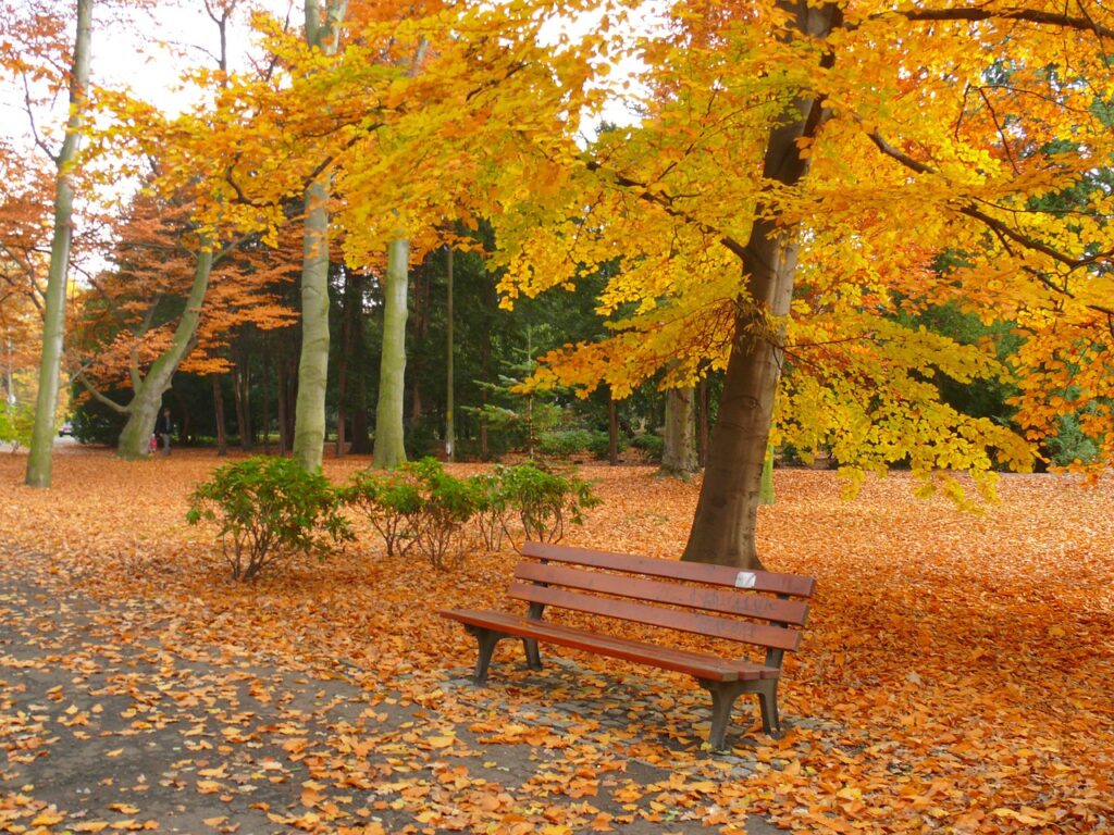 jardin en otoño