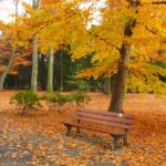 jardin en otoño