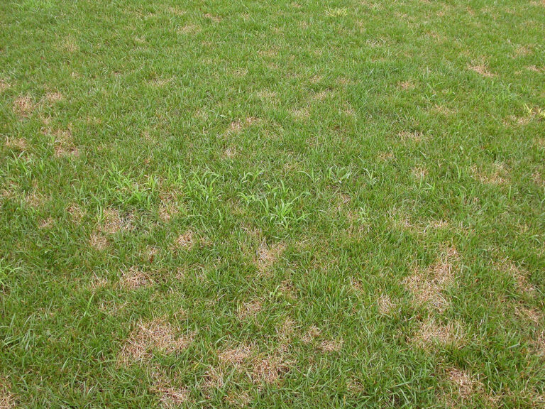 ¿Mancha de dólar o arañas de hierba en el césped? - Mi Jardín