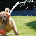 terrier jugando