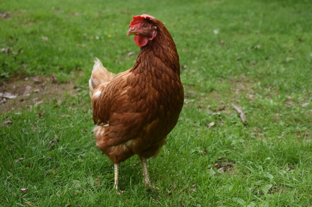 gallina