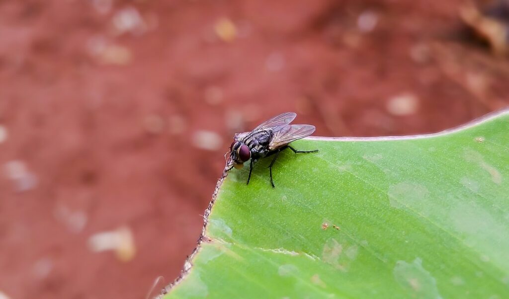 mosca domestica