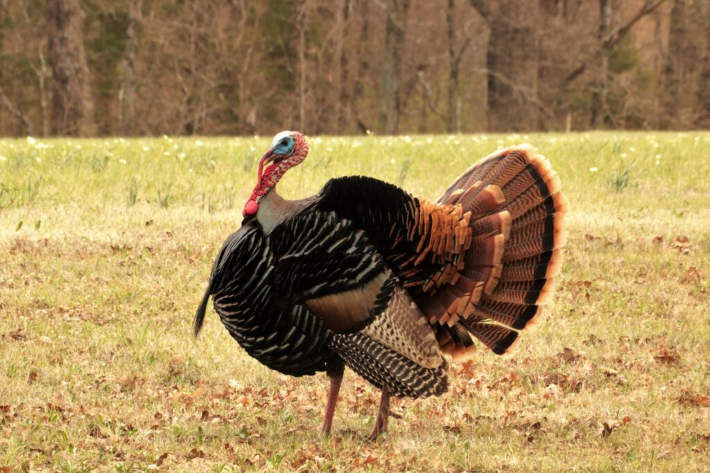 pavo