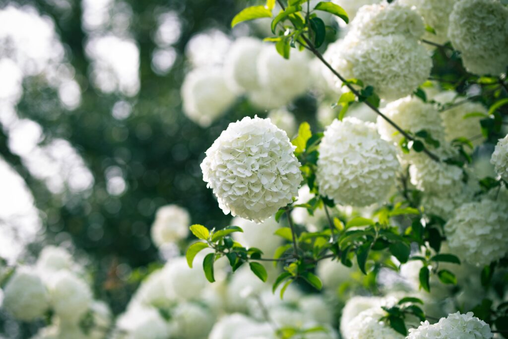 Cómo y cuándo plantar Viburnum opulus