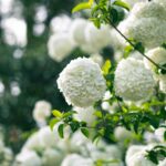 Cómo y cuándo plantar Viburnum opulus