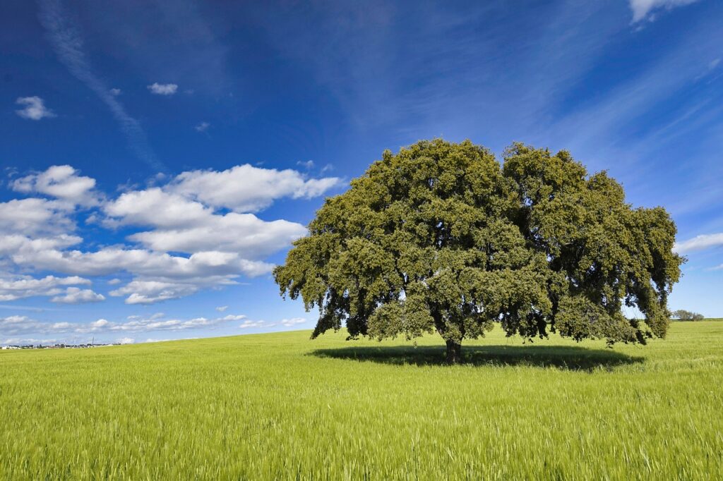 Cómo y cuándo plantar encina