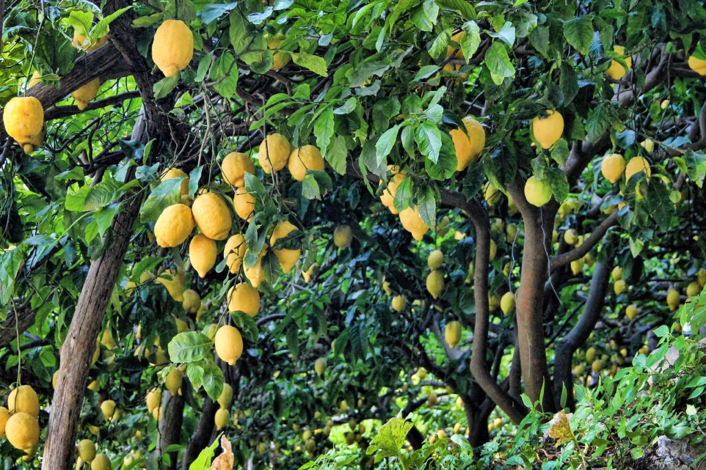 Cómo y cuándo plantar limonero