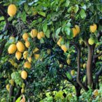 Cómo y cuándo plantar limonero